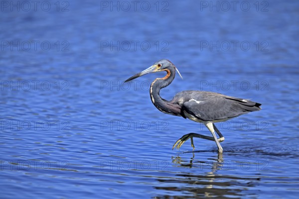 Tricoloured Heron (Egretta tricolor), adult, in the water, foraging, Merritt Island, Black Point