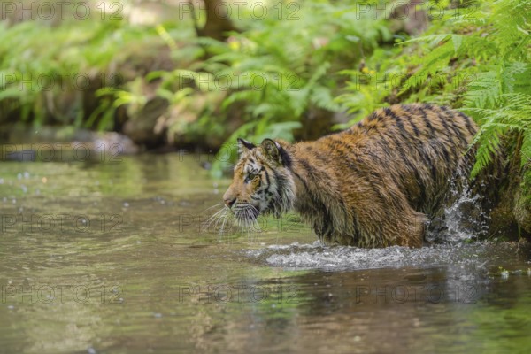 One young female Siberian Tiger, Panthera tigris altaica, walking thru the cool fresh water of a