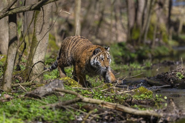 One young female Siberian Tiger, Panthera tigris altaica, standing on shore of a creek in a forest.