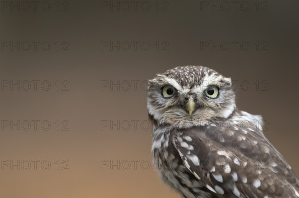 Little owl (Athene noctua) adult bird head portrait, England, United Kingdom, Europe