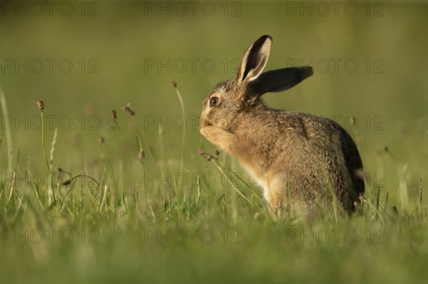 European brown hare (Lepus europaeus) juvenile baby leveret animal washing its face in grassland in