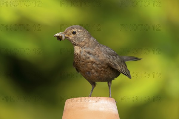 Common or Eurasian blackbird (Turdus merula) adult female bird with food in its beak on a garden