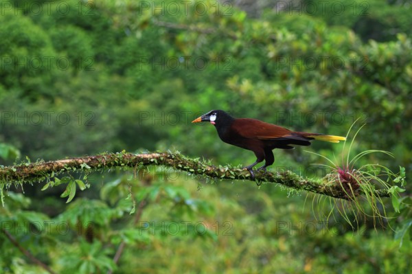 Montezuma Oropendola (Psarocolius Montezuma) perched on a branch, Costa Rica, Central America