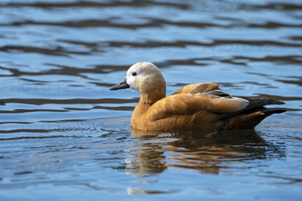 Ruddy shelduck (Tadorna ferruginea), in the water, Heiligenhaus, North Rhine-Westphalia, Germany,