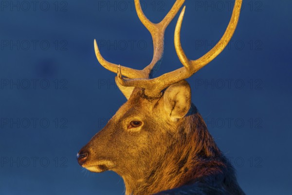 Portrait of a Dibowsky stag at sunrise, Cervus nippon hortulorum