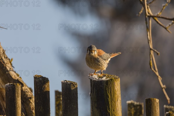 One American kestrel (Falco sparverius) standing on a fence pole in early morning backlight with a