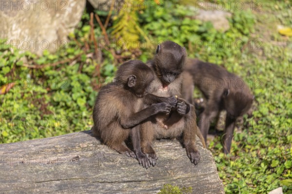 Three baby Gelada (Theropithecus gelada), or bleeding-heart monkey playing on a log