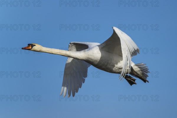 Mute Swan, Cygnus olor, bird in flight over winter marshes