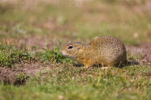 A European ground squirrel (Spermophilus citellus) or European souslik sits in green gras, looking