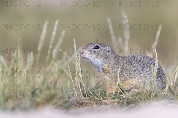 European ground squirrel (Spermophilus citellus) or European souslik sitting on sand and in tall