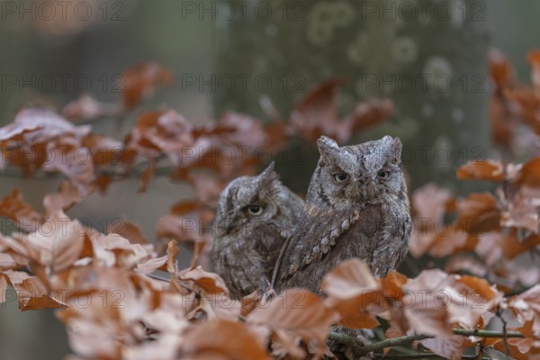 Two Eurasian scops owls (Otus scops)sitting on a twig of a beech tree, embedded in brown leafs