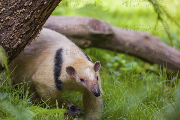 One southern tamandua (Tamandua tetradactyla), walks through dense undergrowth of a forest