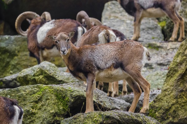 A group of European mouflon (Ovis aries musimon) stands on a rocky slope