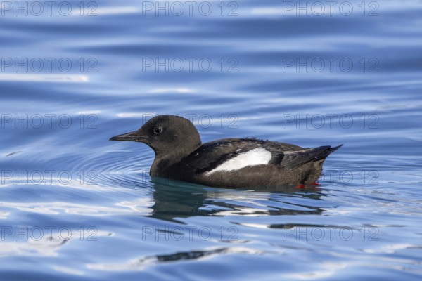 Black guillemot, tystie (Cepphus grylle) in breeding plumage swimming in the Arctic ocean along the