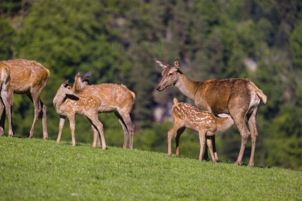 One red deer doe (Cervus elaphus) stands on a meadow and suckles her fawn. A forest in the distant