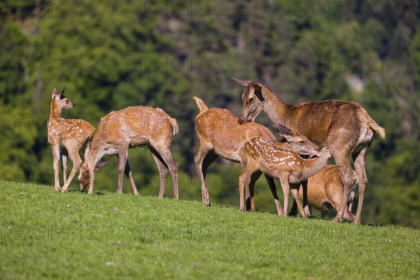 One red deer doe (Cervus elaphus) stands on a meadow and suckles her fawn. A forest in the distant