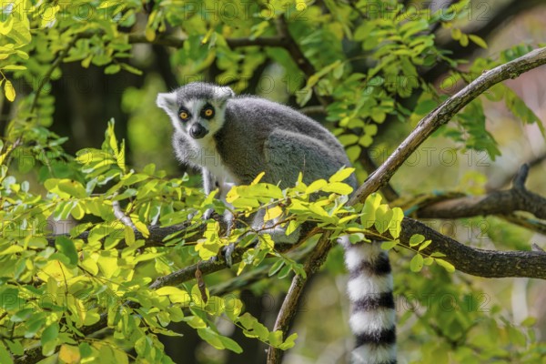 A ring-tailed lemur (Lemur catta) sits high up in a tree on a branch between fresh green leaves