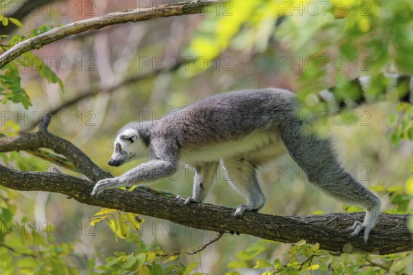 A ring-tailed lemur (Lemur catta) climbs high up in a tree on a branch surrounded by fresh green