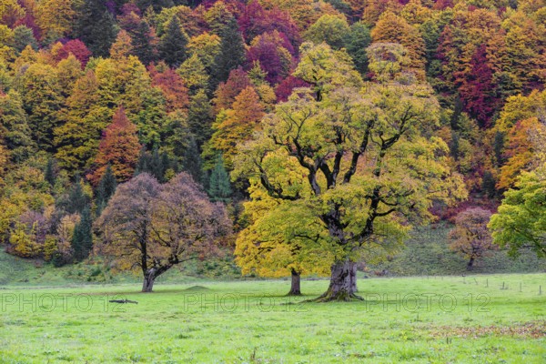 Trees with fall foliage at the Nature conservancy area Grosser Ahornboden. Sycamore maple trees,