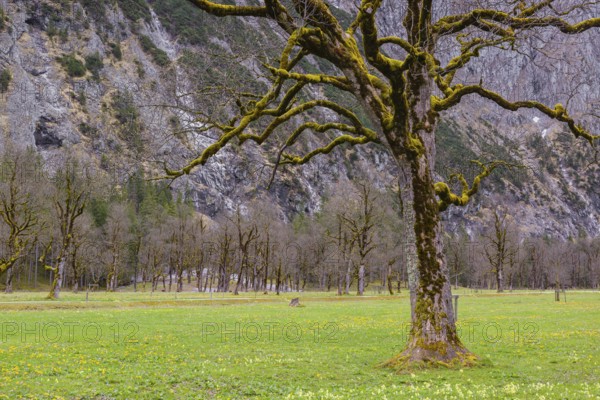 Sycamore maple trees, Acer pseudoplatanus, in springtime. Nature conservancy area Grosser