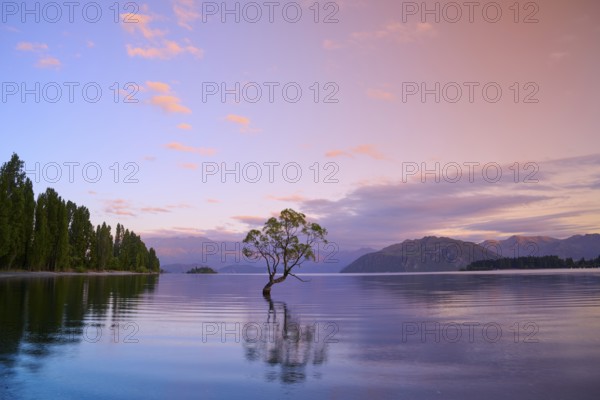 A lone tree juts out of calm water under a pink sky, summer, Lake Wanaka, Wanaka, Otago, South