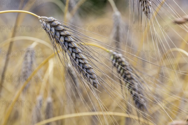 Granniger Kreuzritterweizen (Triticum spec.), spike, Burggarten Cadolzburg, Bavaria, Germany,