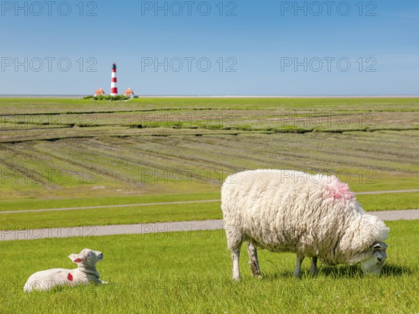 Sheep and lamb grazing on a dyke at the North Sea, in the background the lighthouse
