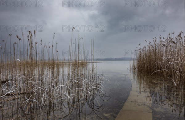 Reed belt with gloomy clouds in winter at Lake Mondsee, Salzkammergut, Upper Austria, Austria,