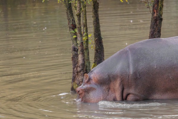An adult hippopotamus (Hippopotamus amphibius) stands grazing in the shallow water of a river