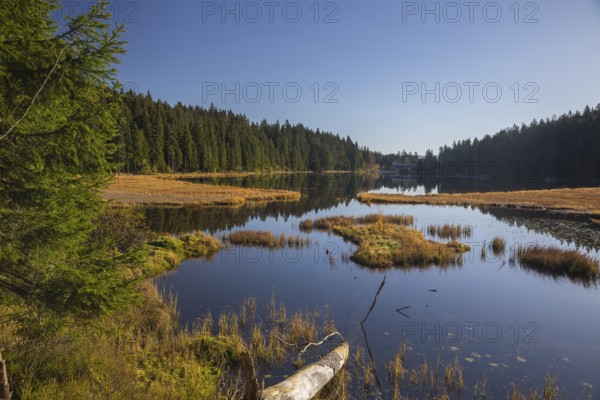 Lake Großer Arbersee in autumn. A floating mat is covering some parts of the lake
