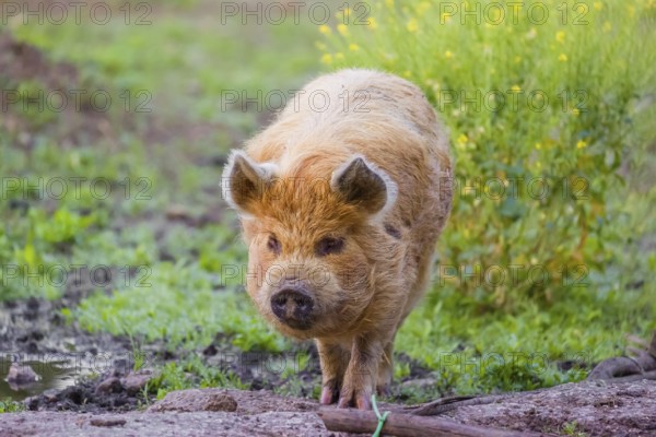 Kunekune pig, sus scrofa domesticus, a domestic breed from New Zealand