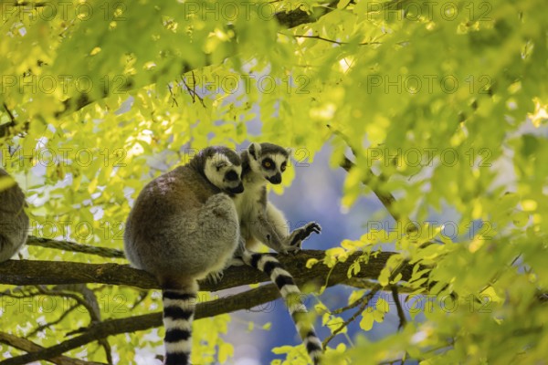 Three ring-tailed lemurs (Lemur catta) sitting in a tree with fresh green leaves