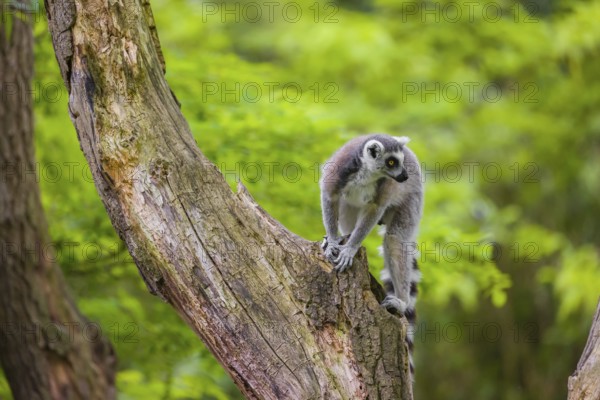 A young ring-tailed lemur (Lemur catta) climbs in a dead tree