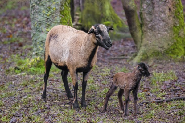 A female Cameroon or Cameroon Dwarf sheep, Ovis gmelini aries, and its lamb stand on a forest edge