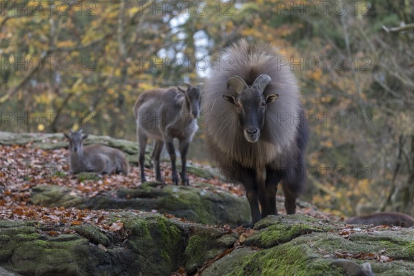 One female and one male Himalayan Tahr (Hemitragus jemlahicus) standing in a forest. Green and