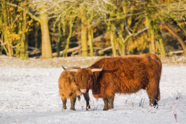 A highland cow (Bos primigenius taurus) and her calf stand at the edge of a forest on a