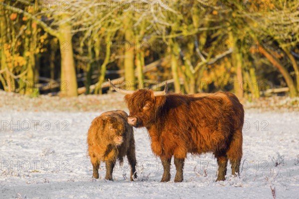 A highland cow (Bos primigenius taurus) and her calf stand at the edge of a forest on a