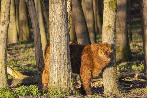 A Highland calf (Bos primigenius taurus) stands in a forest