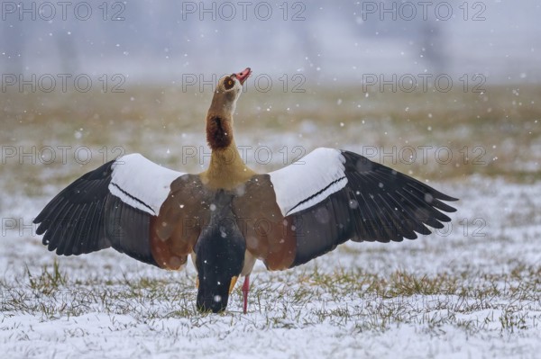 Egyptian goose (Alopochen aegyptiaca) mating male, drake, Afrotropical duck, neozone, winter