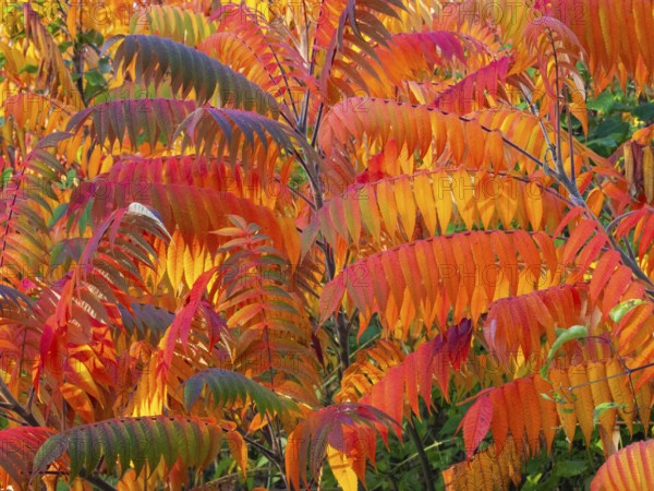 Stag's horn sumach (Rhus typhina), leaves in autumn colour, Hessen, Germany, Europe