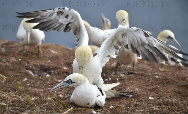 Gannets (Morus bassanus) mating on Heligoland, Schleswig-Holstein, Germany, Europe