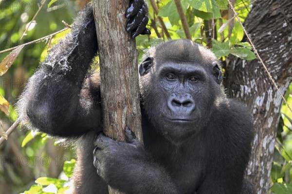 Western lowland gorilla (Gorilla gorilla gorilla), portrait, Réserve Lésio-Louna nature reserve,