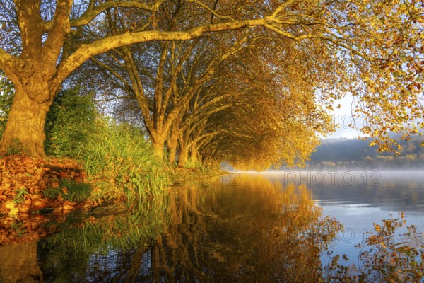 Autumn colours on the Platanen Allee, Hardenberg Ufer, lakeside path on Lake Baldeney, near Haus