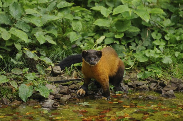 A marten at a small watercourse in the forest, surrounded by dense foliage, coloured marten,