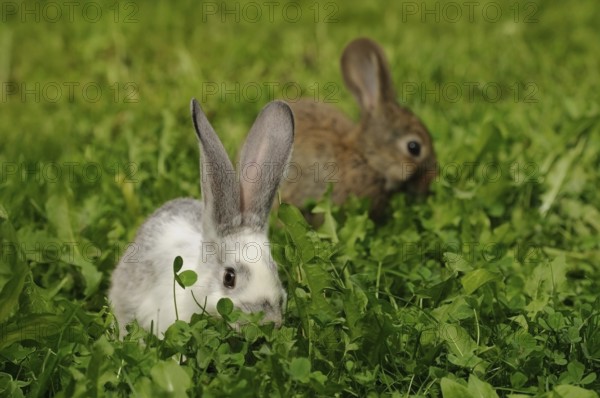 A white and a brown hare sitting in the grass, domestic rabbit (Oryctolagus cuniculus forma