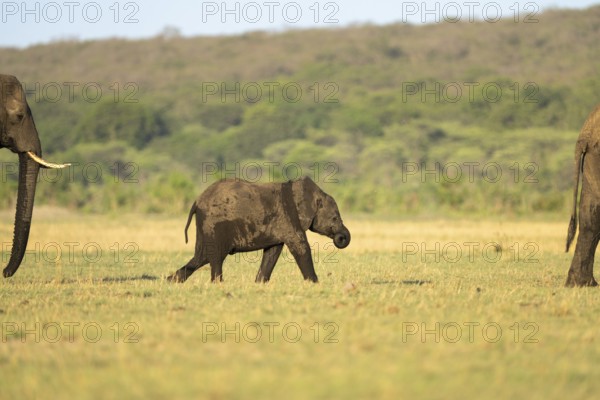 Elephant calf, Loxodonta africana, is walking between two adult African elephants in front and back