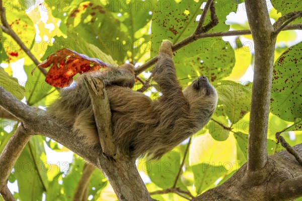 Hoffmann's two-fingered sloth (Choloepus hoffmanni) on a branch, Cahuita National Park, Costa Rica,