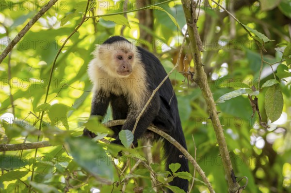 Panama capuchin monkey (Cebus imitator) in a tree, Cahuita National Park, Costa Rica, Central