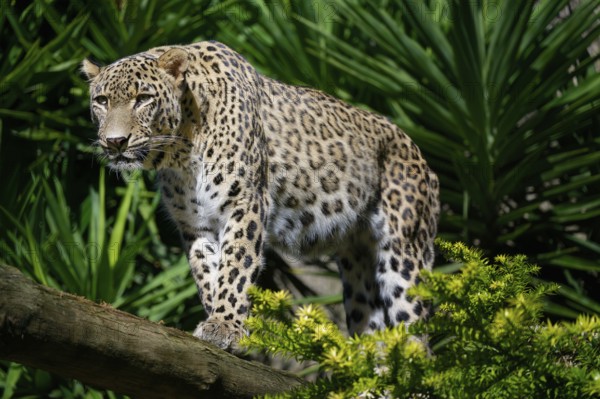 Persian leopard also known as Anatolian leopard or Caucasian leopard (Panthera pardus tulliana) in
