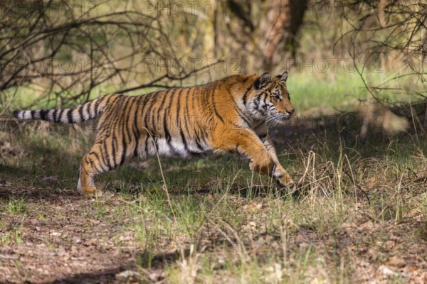 One young female Siberian Tiger, Panthera tigris altaica, running thru a birch tree forest. Early